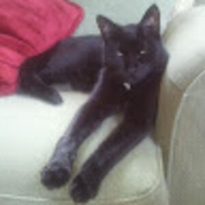 Meet your Posher, Lane